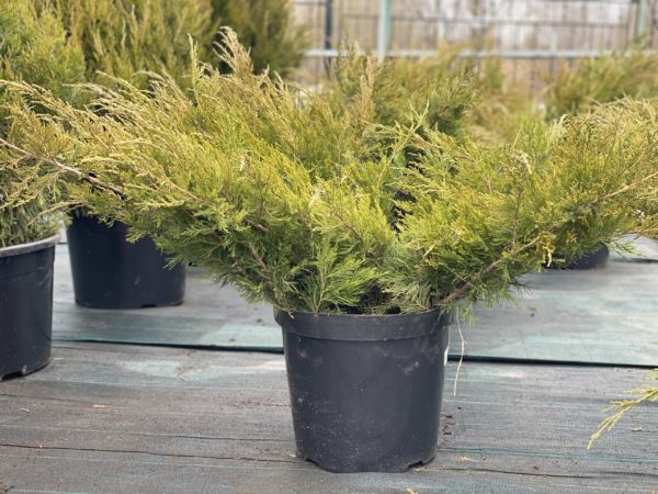 Juniperus media Mint Julep